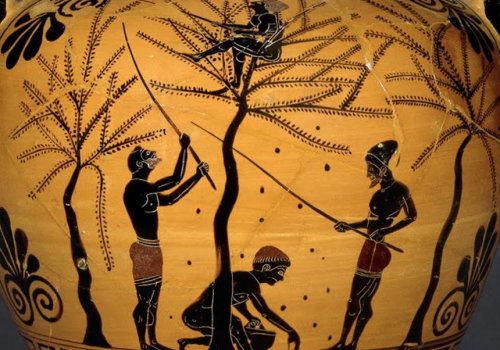 Olives in Greek Mythology